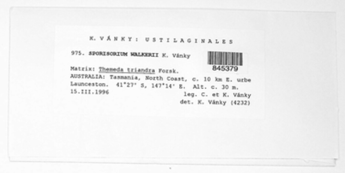 Anthracocystis walkeri image